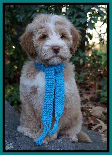 Laynie Camo pups 8 wks old 3200