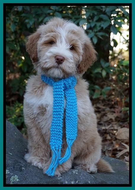 Laynie Camo pups 8 wks old 4200