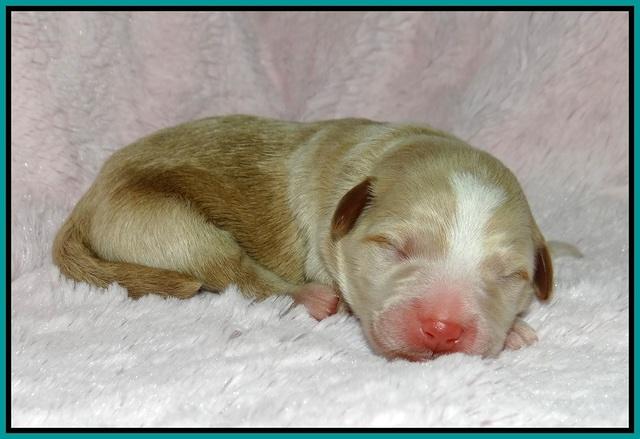 Laynie Camo pups newborn 71