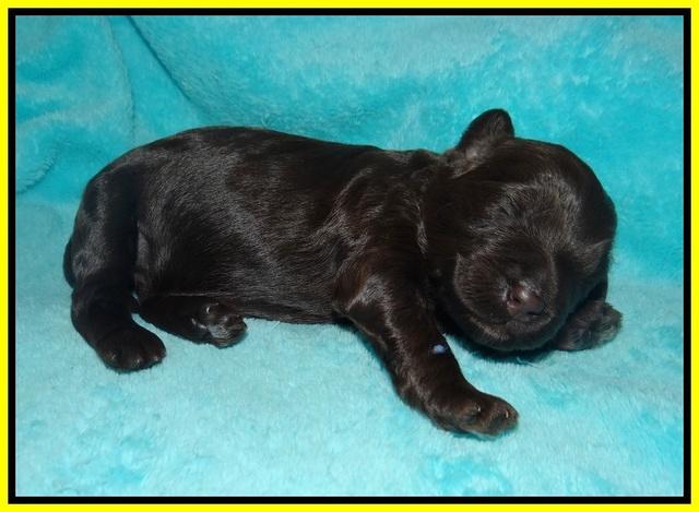 Laynie Camo pups 1 wk old131