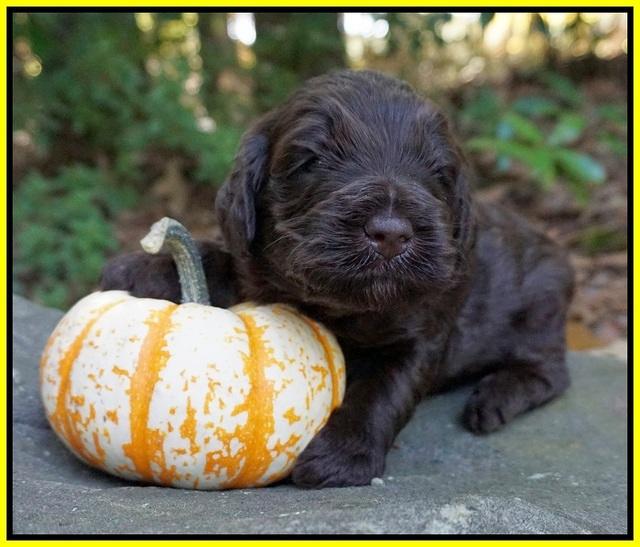 Laynie Camo pups 3 wks old 211