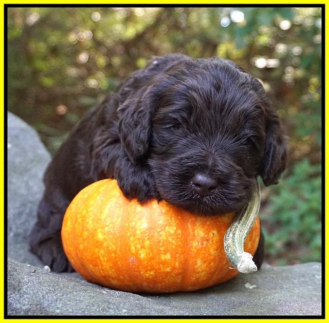 Laynie Camo pups 3 wks old 221