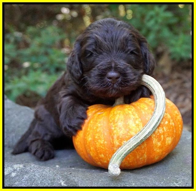 Laynie Camo pups 3 wks old 231