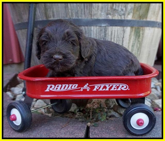 Laynie Camo pups 4 wks old 21100