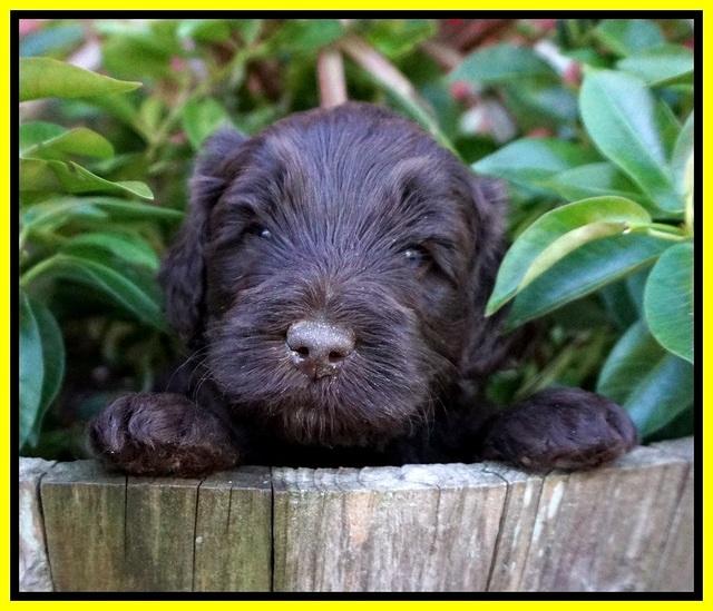 Laynie Camo pups 4 wks old 23100