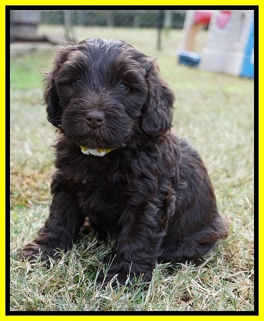 Laynie Camo pups 6 wks old 381