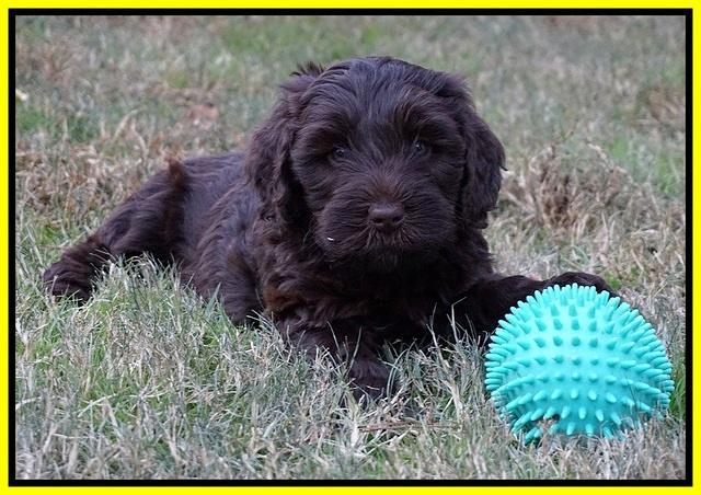 Laynie Camo pups 6 wks old 391