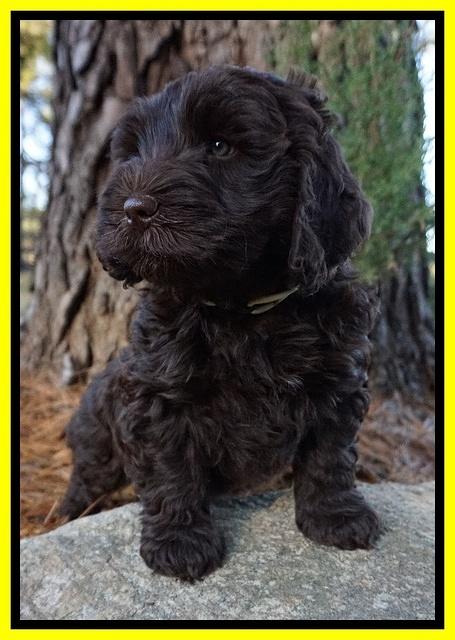 Laynie Camo pups 7 wks old 191