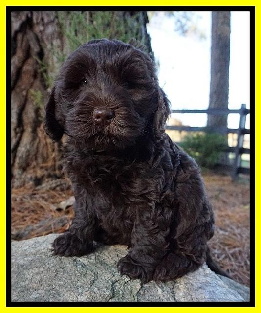 Laynie Camo pups 7 wks old 201