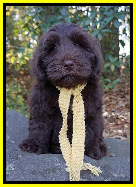 Laynie Camo pups 8 wks old 172