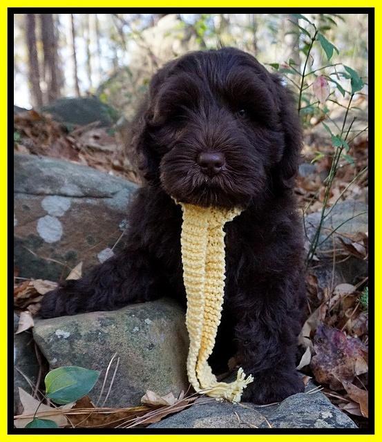 Laynie Camo pups 8 wks old 372