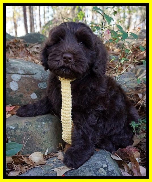 Laynie Camo pups 8 wks old 572