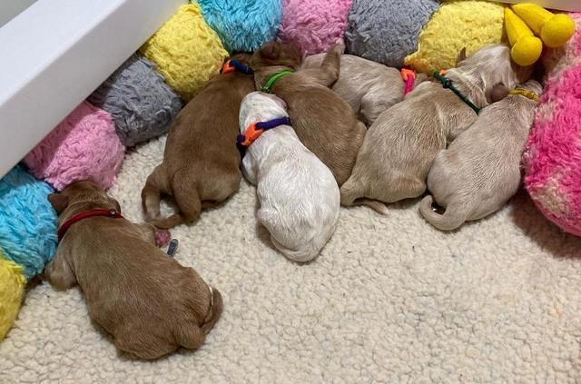 Laynie Benz pups Newborn 31