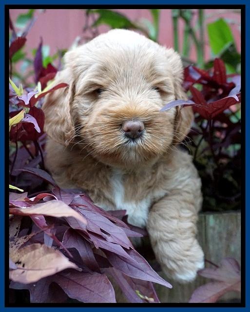 Laynie Benx pups 5 wks old 21