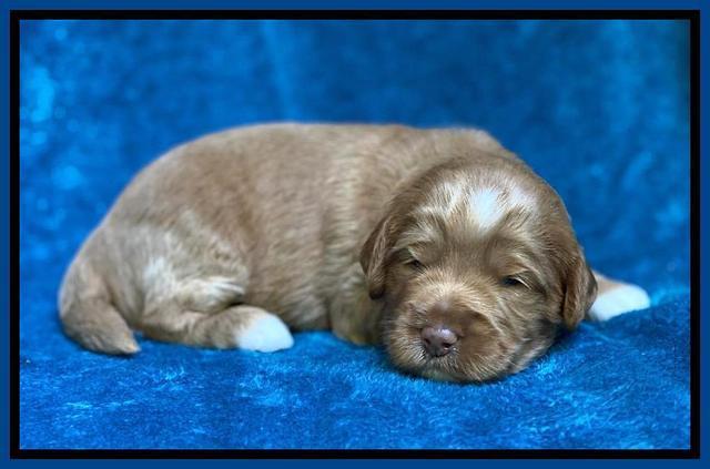 Laynie Benz pups 2 wks old 31