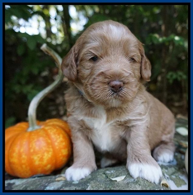 Laynie Benz pups 3 wks old 31
