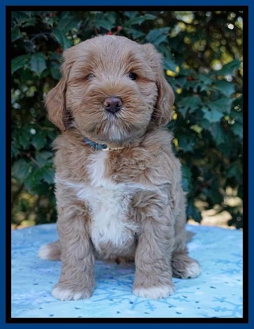 Laynie Benz pups 6 wks old 41