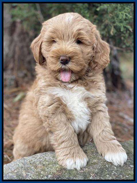 Laynie Benz pups 7 wks old 11