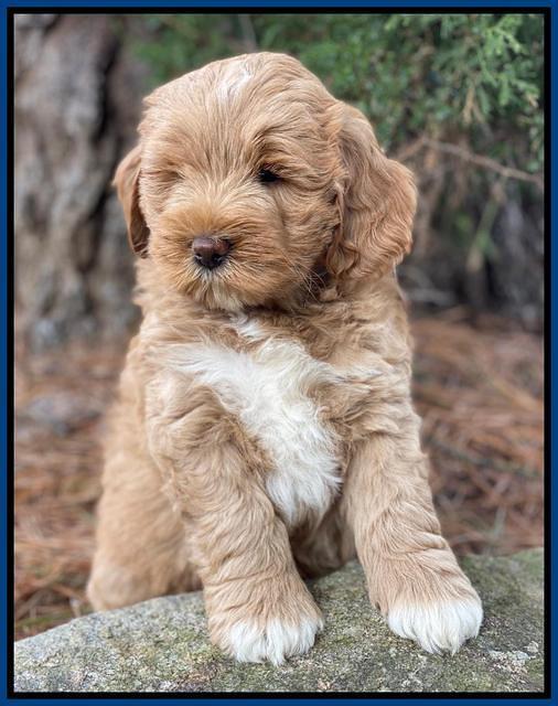 Laynie Benz pups 7 wks old 21