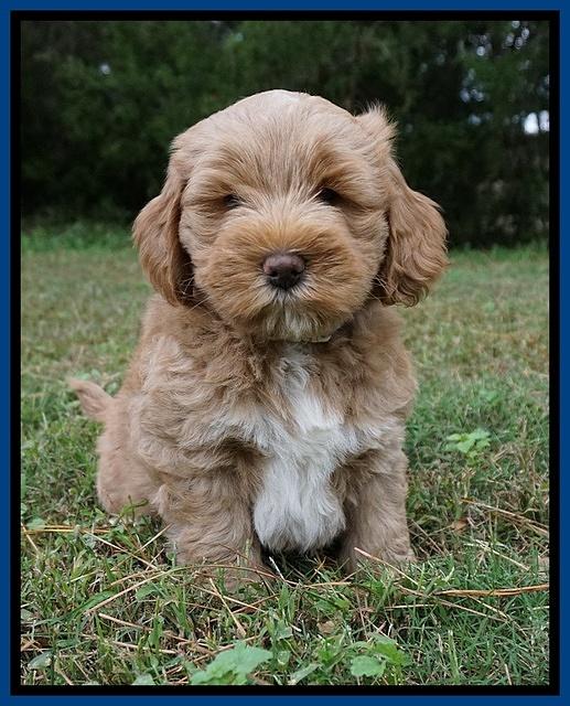 Laynie Benz pups 7 wks old 81