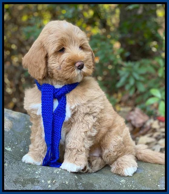 Laynie Benz pups 8 wks old 392