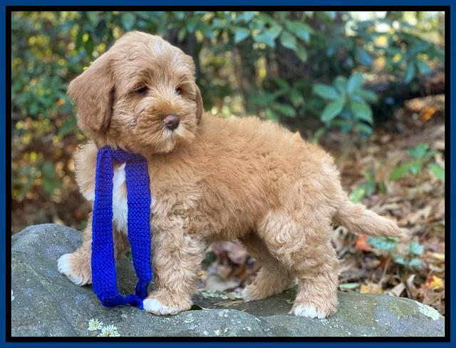 Laynie Benz pups 8 wks old 592