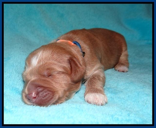 Laynie and Benz pups 1 wk old 41