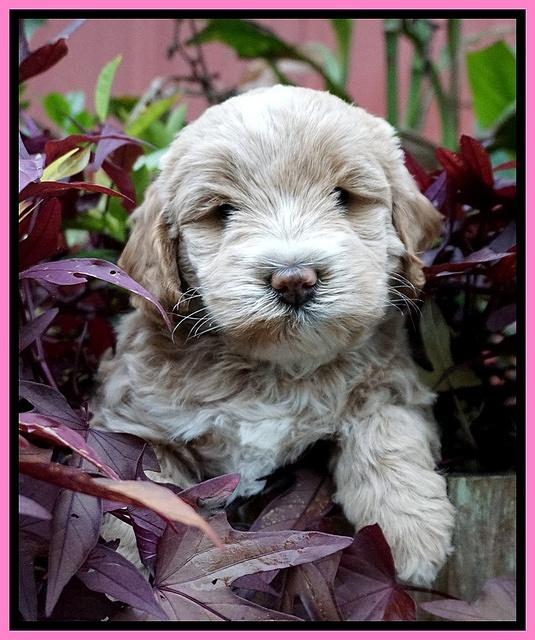 Laynie Benx pups 5 wks old 71