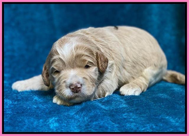 Laynie Benz pups 2 wks old 71