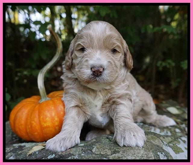 Laynie Benz pups 3 wks old 51