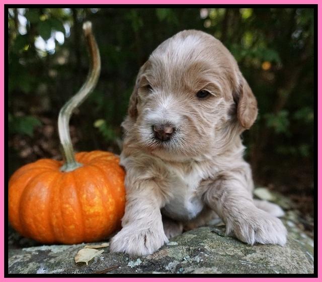 Laynie Benz pups 3 wks old 61