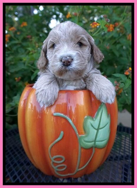 Laynie Benz pups 4 wks old 41
