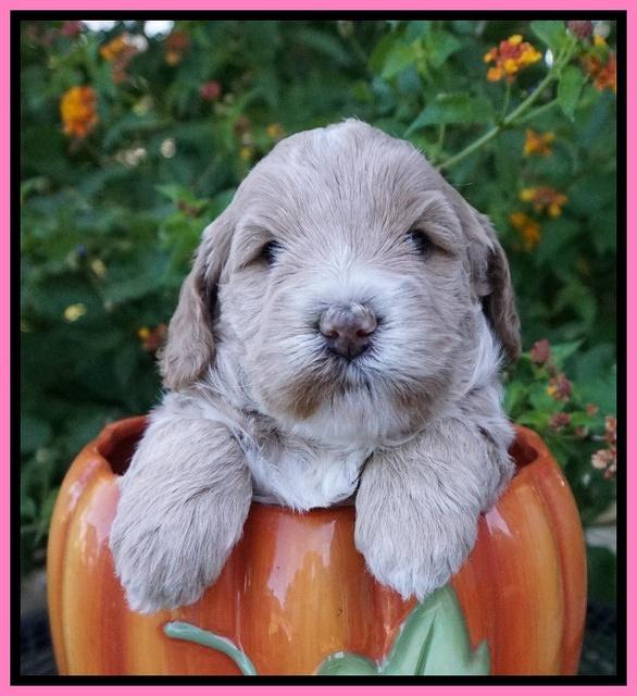 Laynie Benz pups 4 wks old 61