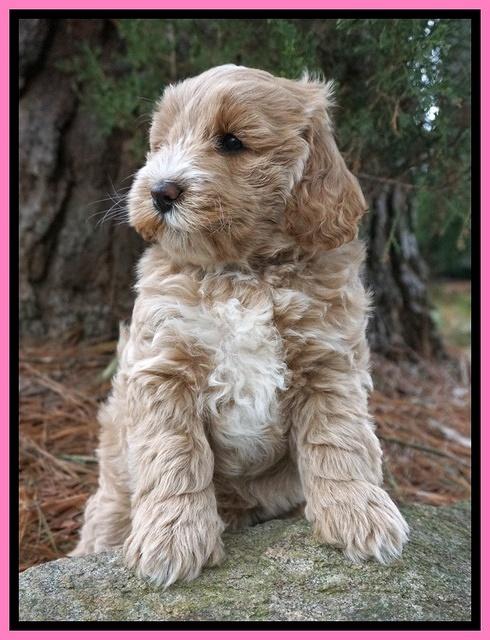 Laynie Benz pups 7 wks old 141
