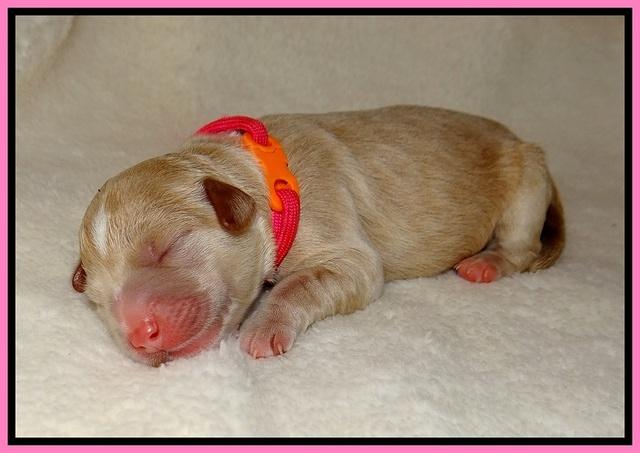 Laynie Benz pups Newborn 3112
