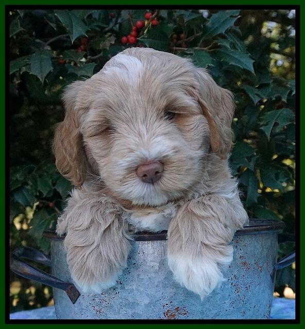 Laynie Benz pups 6 wks old 101