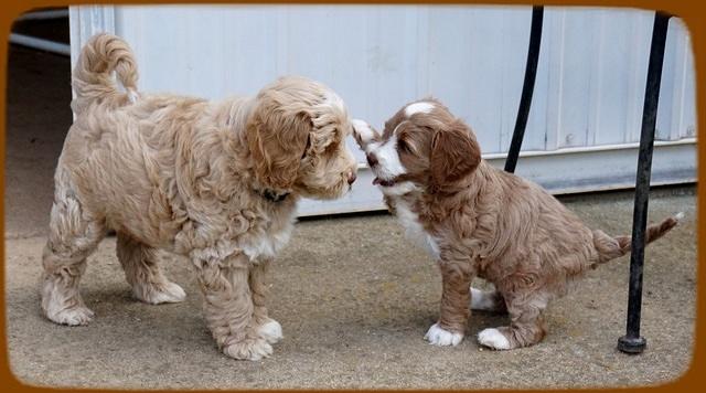 Laynie Benz pups 7 wks old 181