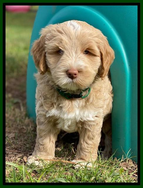 Laynie Benz pups 7 wks old 191