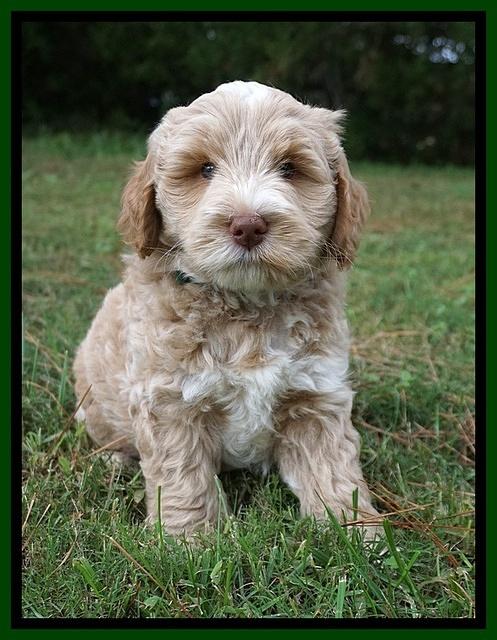 Laynie Benz pups 7 wks old 221