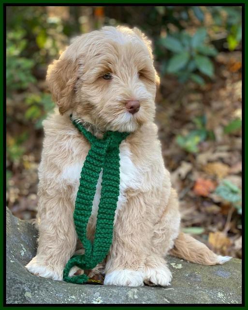 Laynie Benz pups 8 wks old 1192