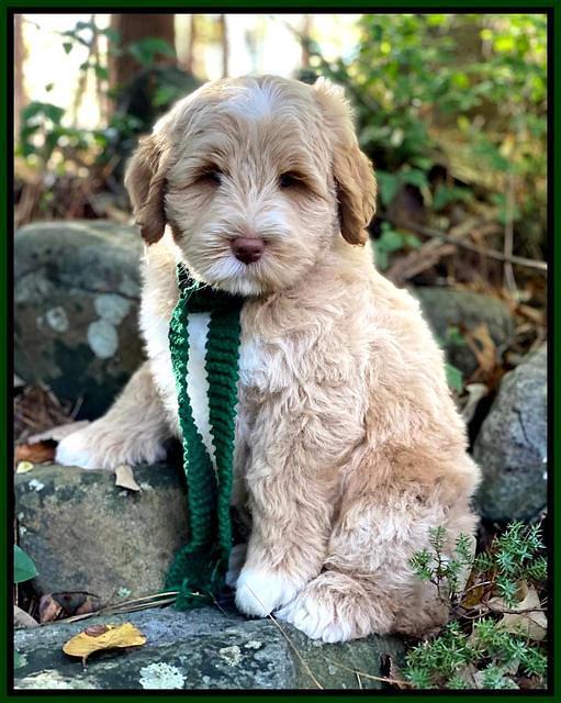 Laynie Benz pups 8 wks old 1292
