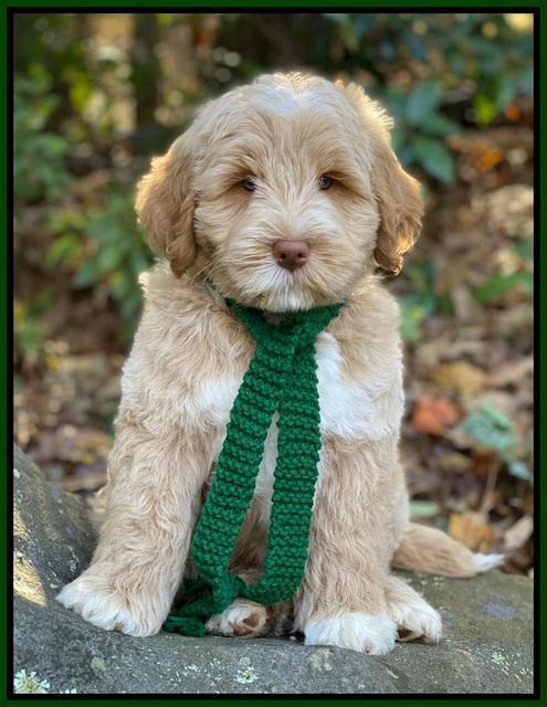 Laynie Benz pups 8 wks old 992