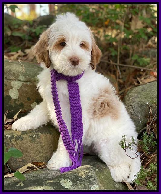 Laynie Benz 8 pups 8 wks old 62000