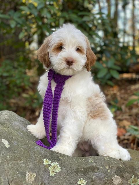 Laynie Benz 8 pups 8 wks old 82000