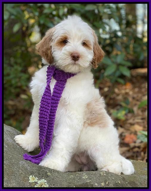 Laynie Benz 8 pups 8 wks old 92000