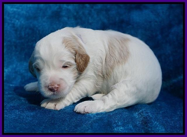Laynie Benz pups 2 wks old 101