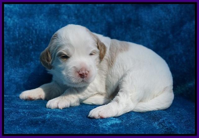 Laynie Benz pups 2 wks old 111