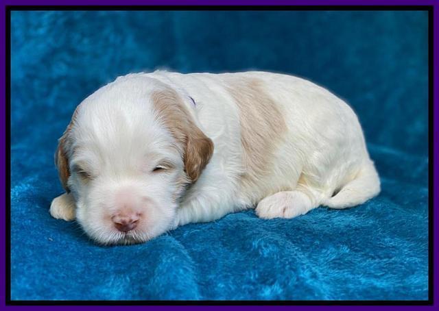 Laynie Benz pups 2 wks old 141