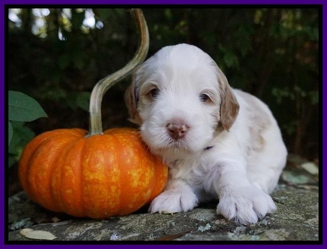 Laynie Benz pups 3 wks old 111