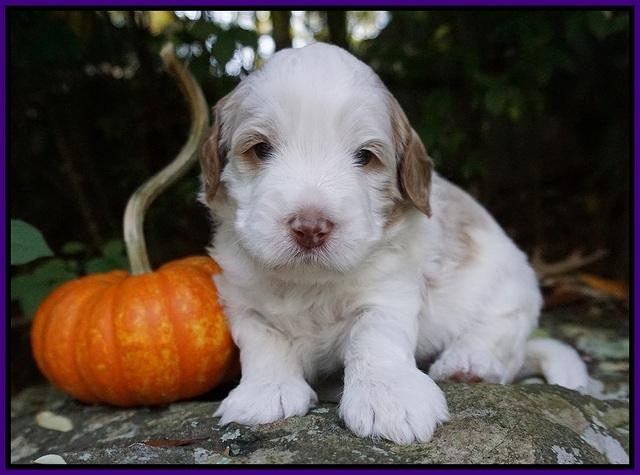Laynie Benz pups 3 wks old 121